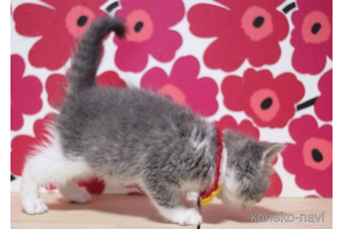 成約済の東京都のスコティッシュフォールド-70787の2枚目